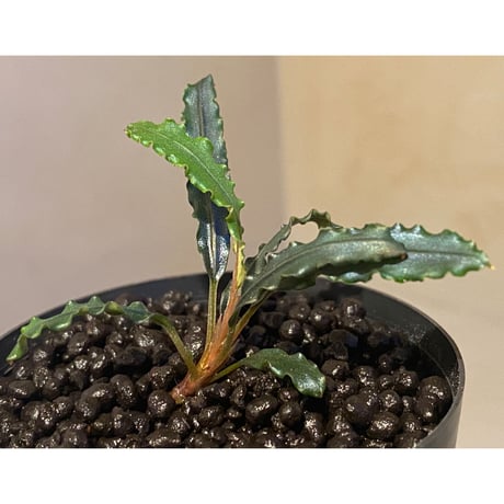 Bucephalandra sp. from "Mangat" [MF0417-2A] ②