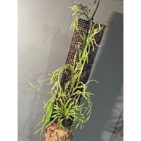 Lycopodium sp. from Aceh sumatera