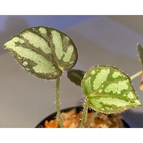Begonia luzonensis