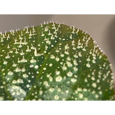 Begonia sp. from Trat Thailand ①