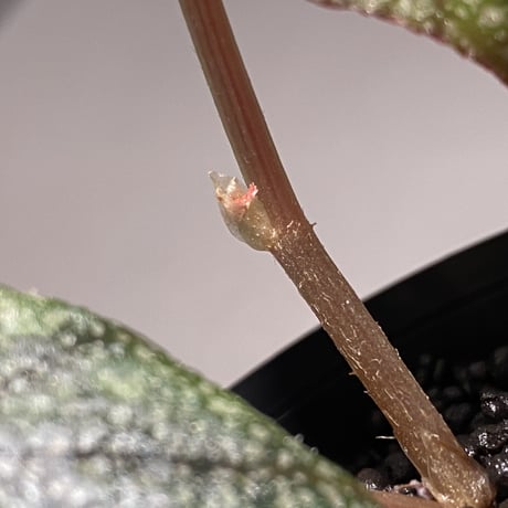 Begonia cf. variabilis from Khao Luang南 [TK270915]