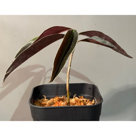 Labisia sp. from Landak West Kalimantan