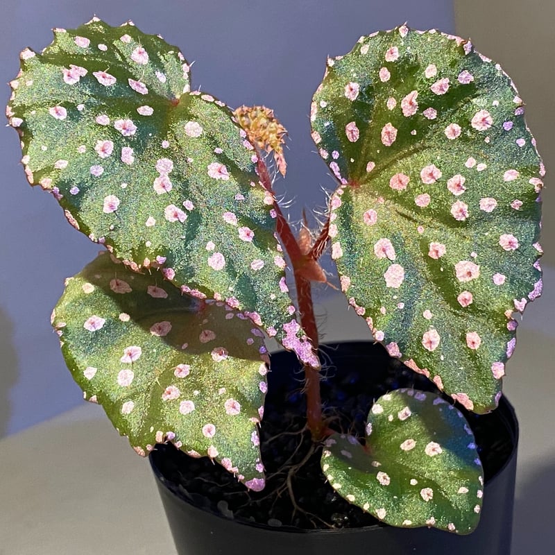 Begonia sp.Tatau ベゴニア　タタウ　原種　ベゴニア Begonia sp.Tatau ベゴニア タタウ 原種 ベゴニア Begonia sp.
