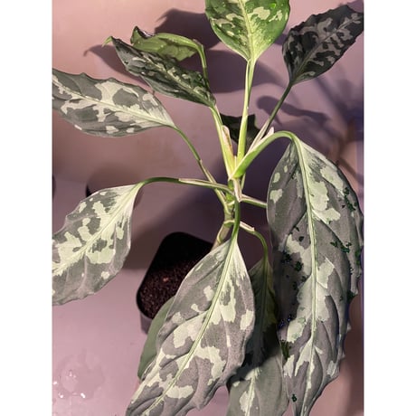 Aglaonema pictum A "しるば〜らいん" from Aceh sumatera [LA0216-03i]