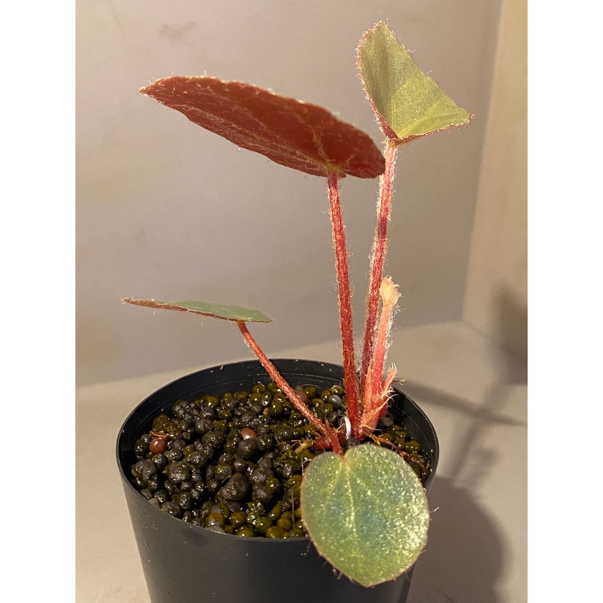 Begonia sp. f1 from Sumatera [NT ORCHID] | M・R・G・R
