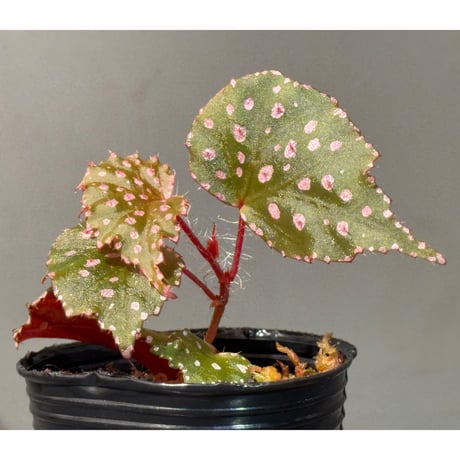 Begonia sp. "Muara Wahau" Kutai timur Kalimantan timur [TB]