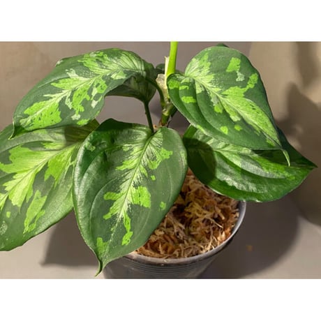 Aglaonema pictum "Blue Nias" from Pulau Nias [AZ0912-3.5]