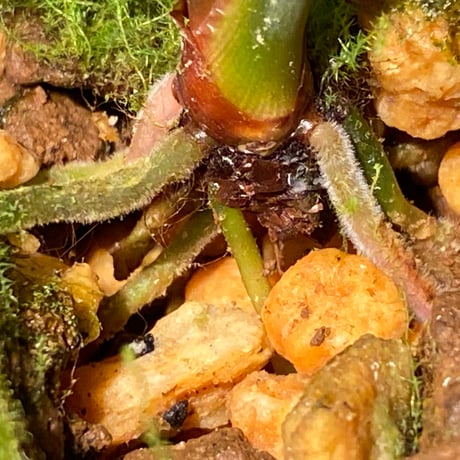 (タグ付き) Homalomena plicata "Aceh selatan" Aceh Sumatra [TB]