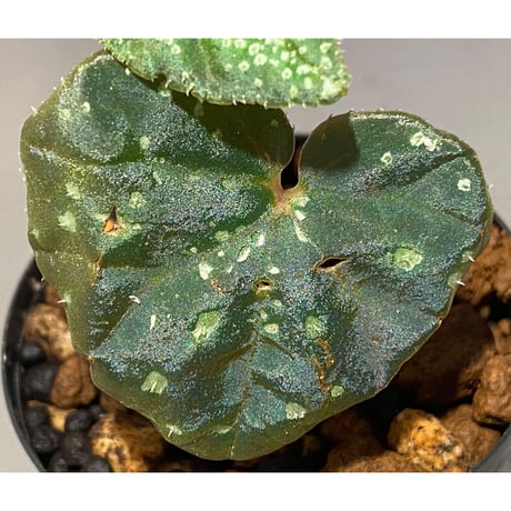 Begonia sp. from Trat Thailand