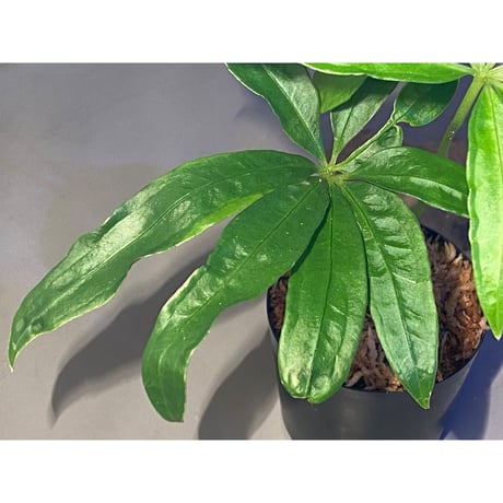 Anthurium polyschistum from Napo Ecuador [tanakay]