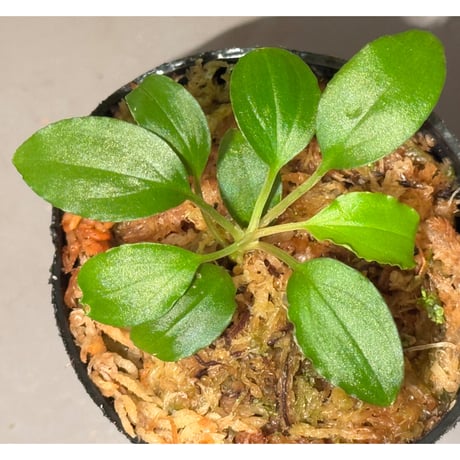 Homalomena sp. "エッジタイプ" from Mahakam hulu [TB]
