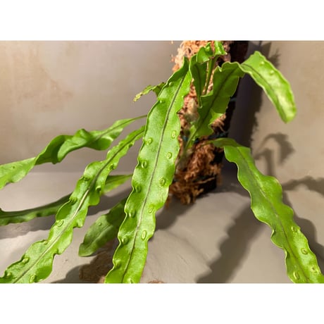 Lecanopteris sinuosa from Papua New Guinea