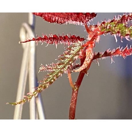 Begonia pteridiformis from Thailand