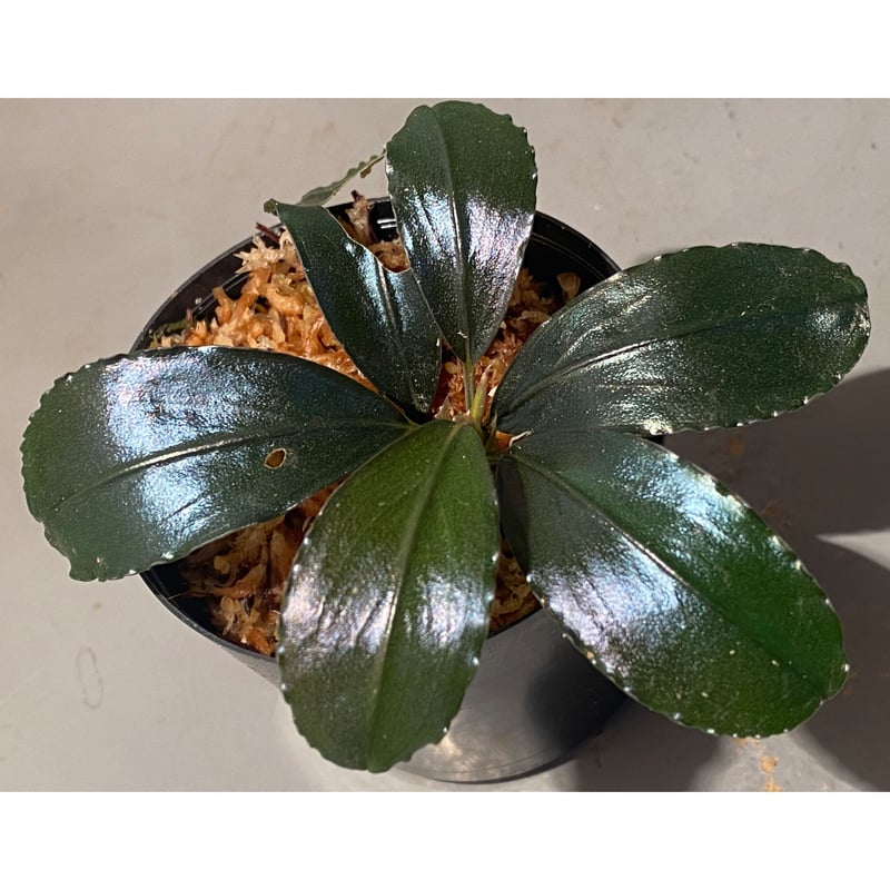 Bucepharandra sp. Shining-Black from Kota baru