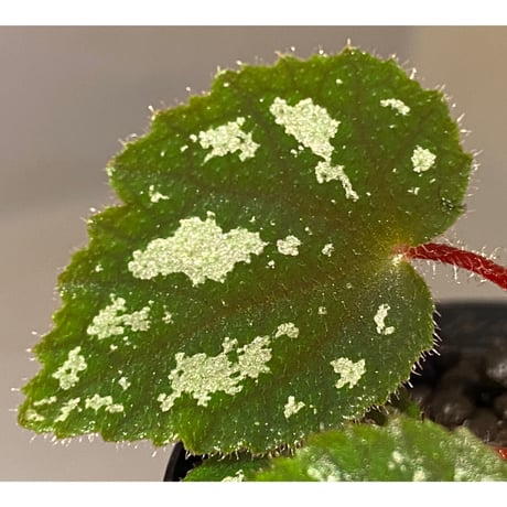 Begonia sp. from Cao Bang [YH050519] TK