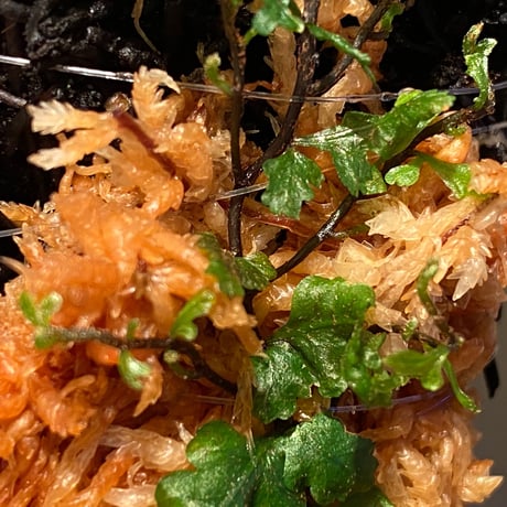 Teratophyllum "Birdwing-fern" from Bentong [AZ0117-3]