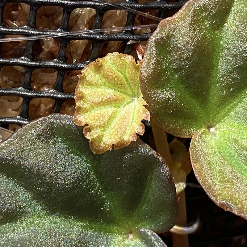 Begonia sp. from Sarawak | M・R・G・R