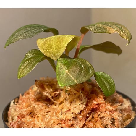 Homalomena sp. Red "Sabah-6" [R0515-03a] ①