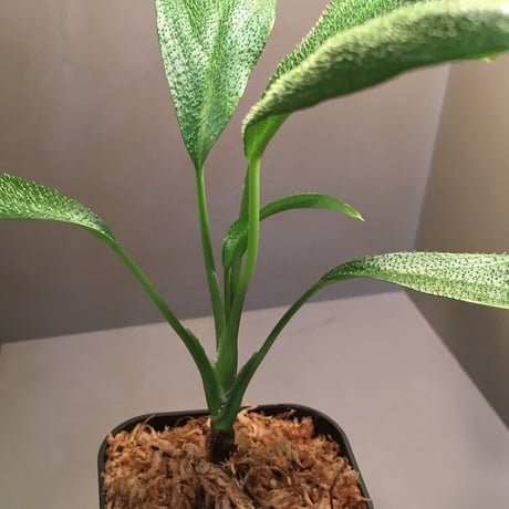 Homalomena hasei "狐尾"from Aceh Sumatera [LA]