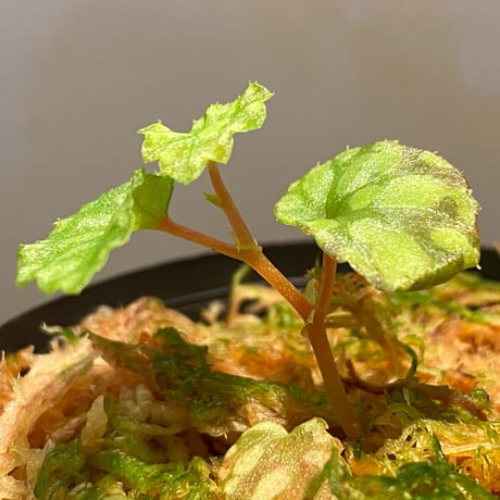 Begonia chlorosticta (Green) from Borneo Sarawak