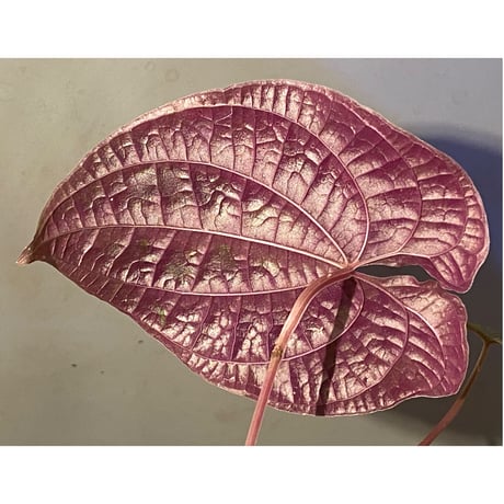 Dioscorea dodecaneura (discolor) from Ecuador