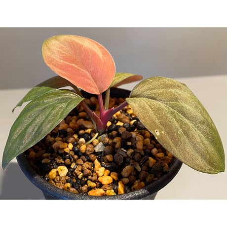 Homalomena sp. from Lundu [TK231017]