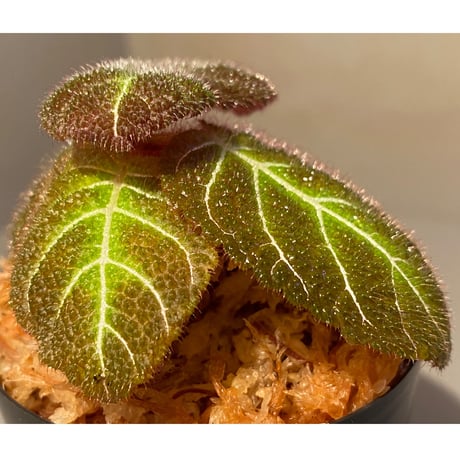 Pearcea hypocyrtiflora from Rio Napo Ecuador [tanakay] 白葉脈