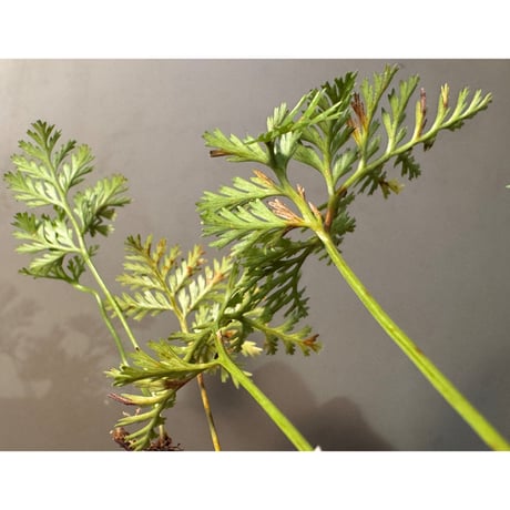 Davallia cf. parvula from Sanggau West Kalimantan