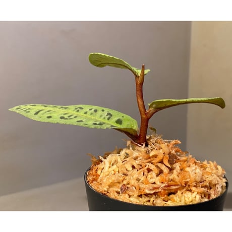 Emblemantha urnulata (Labisia sp.) from Riau sumatera [LA0815-01]