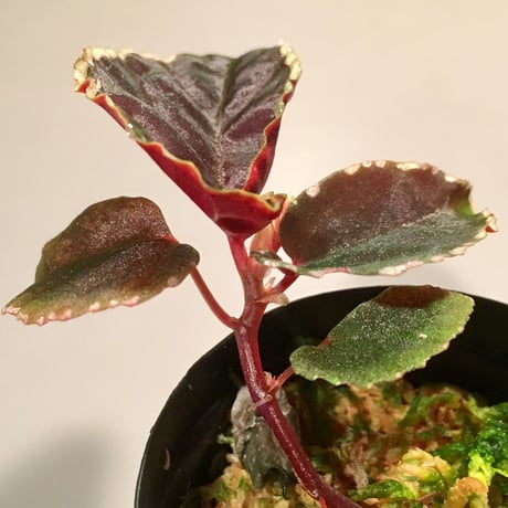 Begonia darthvaderiana from Sarawak