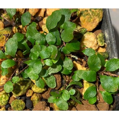 Microgramma heterophylla