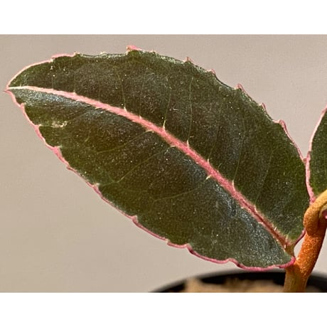 Labisia pumila from Miri