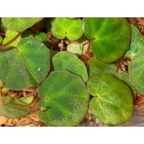 Begonia lichenora (sp.Mini) from Kalimantan Sarawak border [LA]