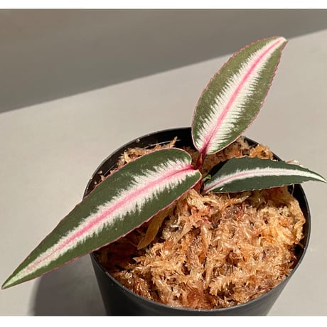 Labisia sp. from Kapuas hulu Kalimantan barat