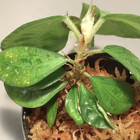 Elatostema sp. from Nopphitam [TK260915]