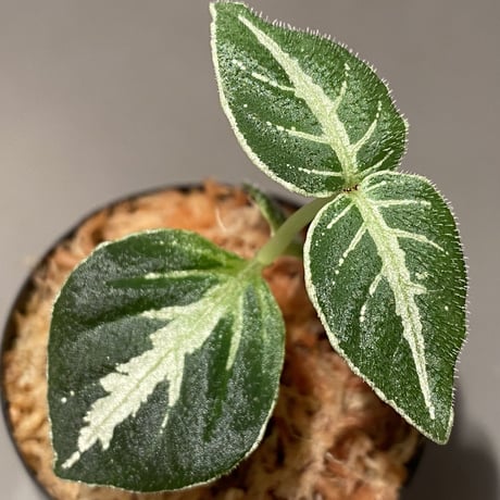 Argostemma bifolium from Bukit Larut [TK130717]