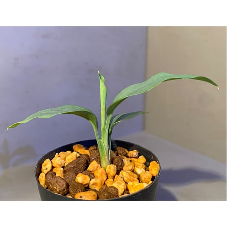 Homalomena sp . from Jerteh [TK090118-2]