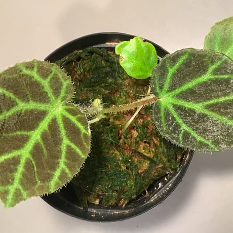 Begonia sp. from Sumpur [TK31117]