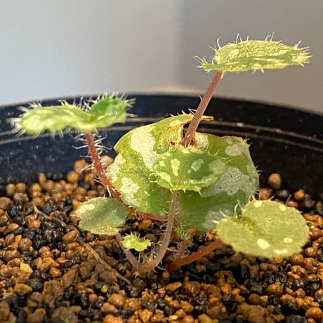 Begonia austroguangxiensis　from Gvangjsih Bouxcuengh Swcigih China
