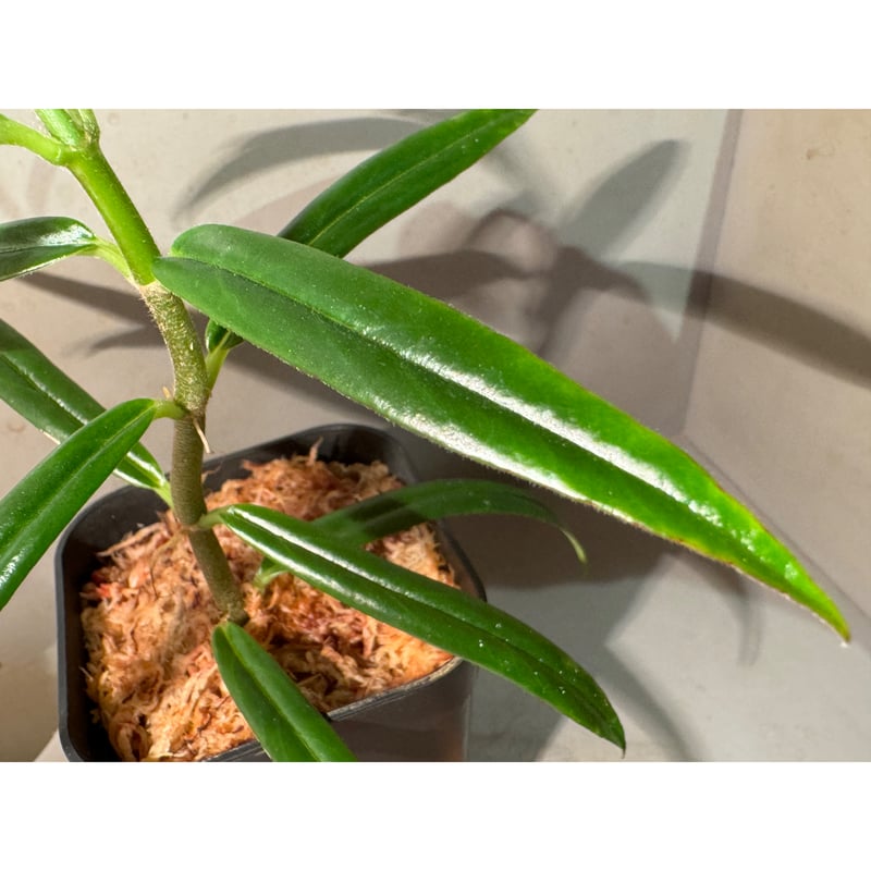Columnea crassifolia 伊藤蟻植物農園 | M・R・G・R