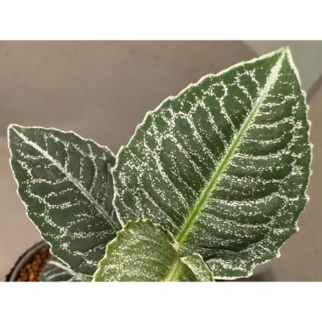 Ardisia sp. from Raub Pahang