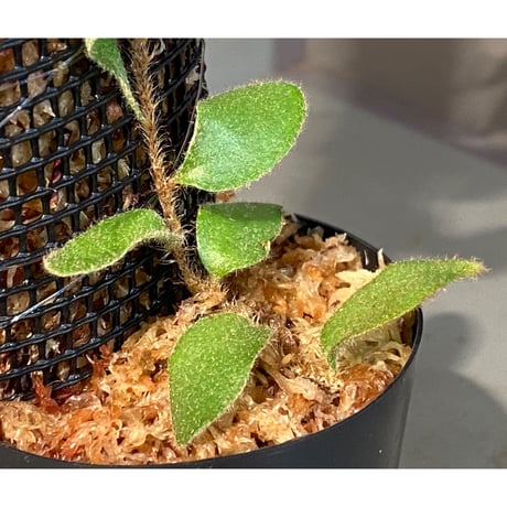 Pyrrosia nummularifolia from Santa Fe Luzon Philippines [KSB]