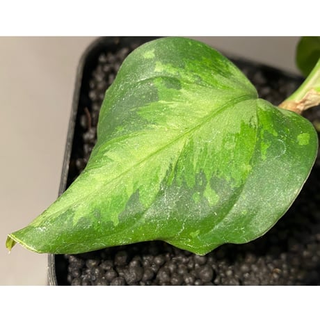 Aglaonema pictum " White-Devil" from Sumatera Barat [AZ0715-2]