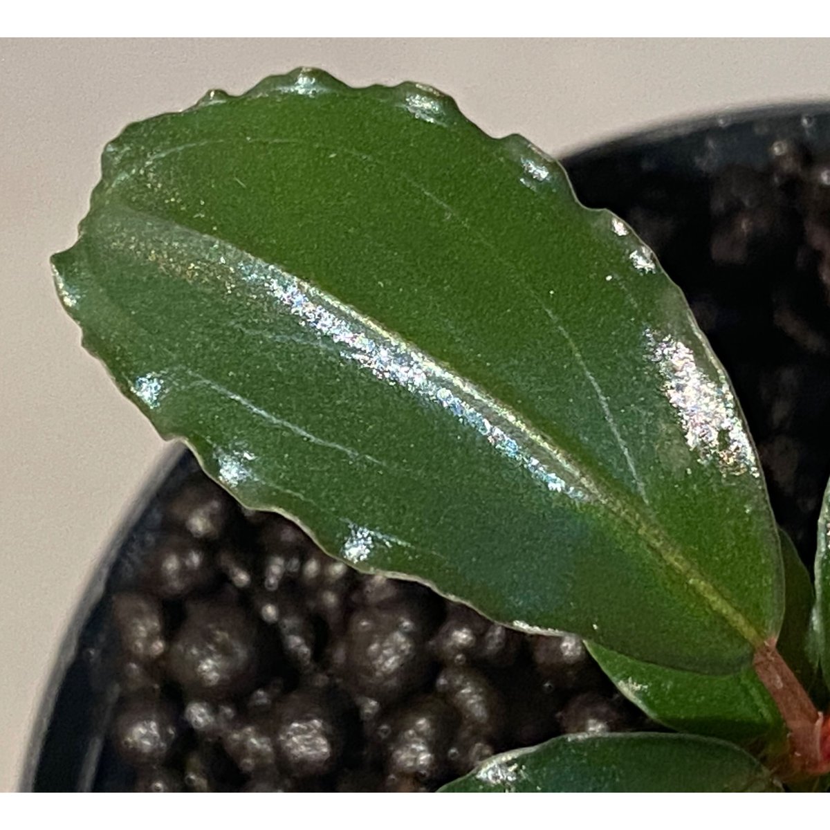 Bucephalandra sp. 