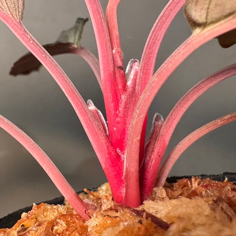 Homalomena sp. "Pink Velvet Long Leaf" from Kepulauan Riau