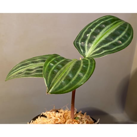 Geogenanthus undatus from Tarapoto Peru [tanakay]