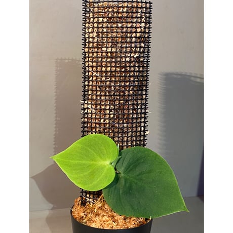 Philodendron sp. from Iquitos Peru [tanakay] ①