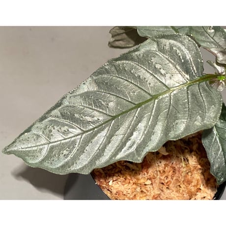 Ophiorriza sp. "鋼" from Aceh Selatan [HW0816-03]