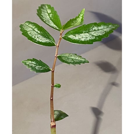 Elatostema sp. from Quezon, Luzon, Philippines
