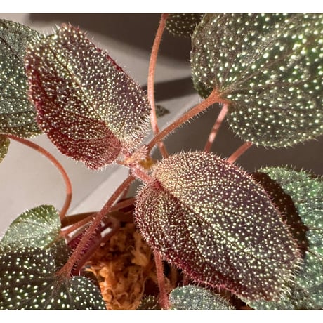 Sonerila sp. from Phitsanulok